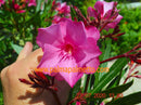 Oleander Cavalaire 130-160 cm (Gesamthöhe inkl. Topf) 5-7 Lt. Topf