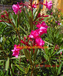 Oleander Cavalaire 130-160 cm (Gesamthöhe inkl. Topf) 5-7 Lt. Topf