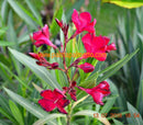 Oleander Jannoch 110-140 cm (Gesamthöhe inkl.Topf) 7-9 Lt.Topf