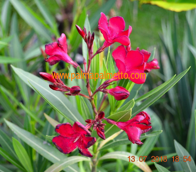 Oleander Jannoch 90-120 cm / 7-9 Lt. Topf