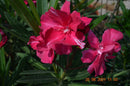 Oleander Rosario 120-150 cm (Gesamthöhe inkl.Topf) 7-9 Lt. Topf