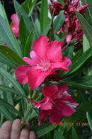 Oleander Rosario 120-150 cm (Gesamthöhe inkl.Topf) 7-9 Lt. Topf