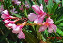 Oleander Taurus 110-140 cm (Gesamthöhe inkl. Topf) 7-9 Lt. Topf