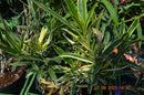 Oleander Variegato 120-150 cm (Gesamthöhe inkl.Topf) 7-9 Lt. Topf