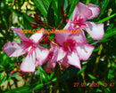 Oleander Villa romaine 110-130 cm (Gesamthöhe inkl.Topf) 7-9 Lt. Topf
