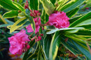 Oleander Variegato 120-150 cm (Gesamthöhe inkl.Topf) 7-9 Lt. Topf