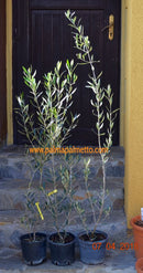 Europäische Olive Elit-5 Russia 120-140 cm / 3-5 Lt.Topf