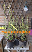 Europäische Olive Elit-5 Russia 120-140 cm / 3-5 Lt.Topf