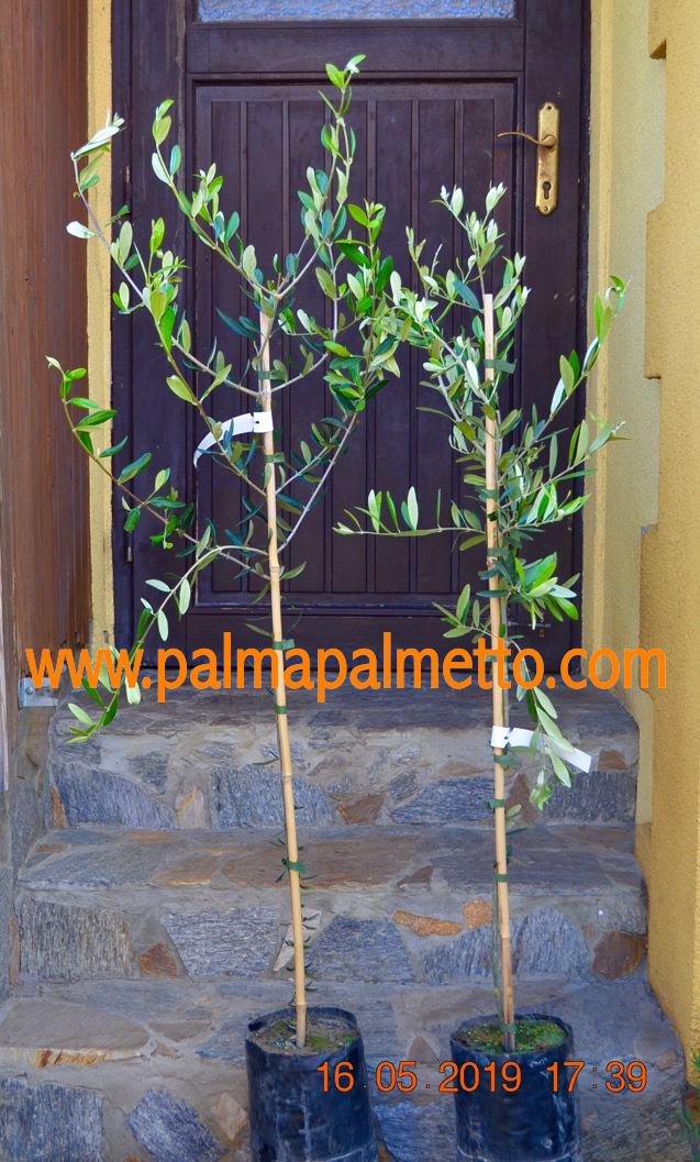 Europäische Olive "Pendolino" 120-140 cm / Pflanzsack mit Stamm