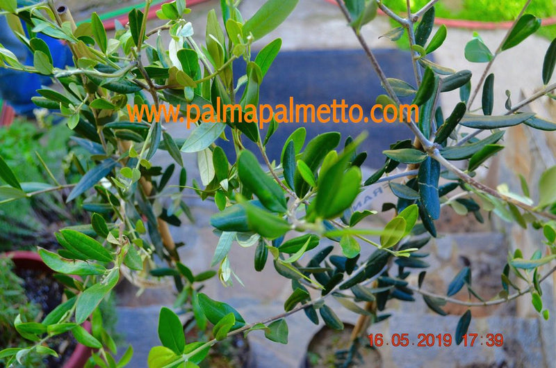 Europäische Olive "Pendolino" 120-140 cm / Pflanzsack mit Stamm