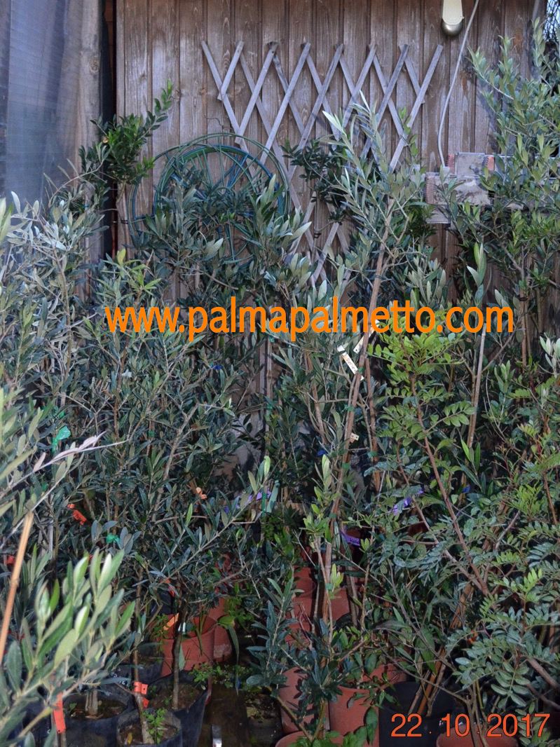Olivenbaum "Maurino" 140-160 cm / mit Stamm