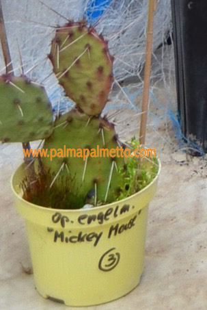 Opuntia Engelmanni 