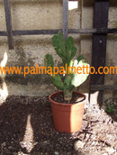 Opuntia engelmannii "Mickey Mouse" 2-4 Lt. Topf - Z