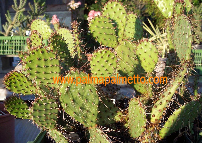 Opuntia phaeacantha cv. 'Kirschrot' - A9