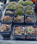 2 STÜCK Orostachys spinosa "Chocolate"