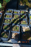 2 stück Orostachys spinosa cv. Brunirossato.