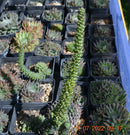 2 STÜCK Orostachys spinosa "Mongolei"