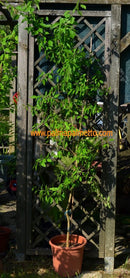 Poncirus trifoliata´Flying Dragon` 90-110 cm