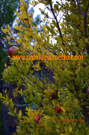 Punica granatum "Salavatski" 3-5 Lt.Topf