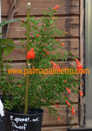 Punica granatum " Zwerg Granatapfel Nana" 120-150 cm / 3-5 Lt.Topf