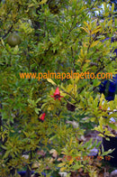 Punica granatum "Entekhabi Saveh" 3-5 Lt.Topf