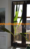 Parajubaea cocoides / 140-180 cm / Stamm ca.15 cm