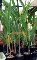 Parajubaea  torallyi var. torallyi / 90-110 cm