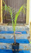 Parajubaea torallyi var. torallyi / 90-110 cm (Gesamthöhe inkl. Topf)