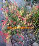 Penstemon pinifolius