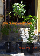 Pistacia terebinthus frosthart 130-150 cm