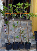 Rhaphiolepis indica "Japanische Weißdolde" 130-150cm / Strauch