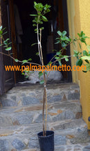 Rhaphiolepis indica "Japanische Weißdolde" 130-150cm / Stamm 100-120 cm