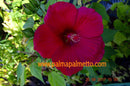 Hibiscus moscheutos "extra große Blüten" ROT - Staude