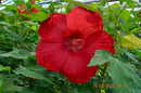 Hibiscus extreme 'Oak Red' rote - 30+ cm (Gesamthöhe inkl. Topf) XXL Blüten