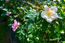 Rose chinensis "Mutabilis" 50-80 cm (Gesamthöhe inkl. Topf) 3-5 Lt. Topf