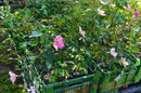 Rose chinensis "Mutabilis" 50-80 cm (Gesamthöhe inkl. Topf) 3-5 Lt. Topf