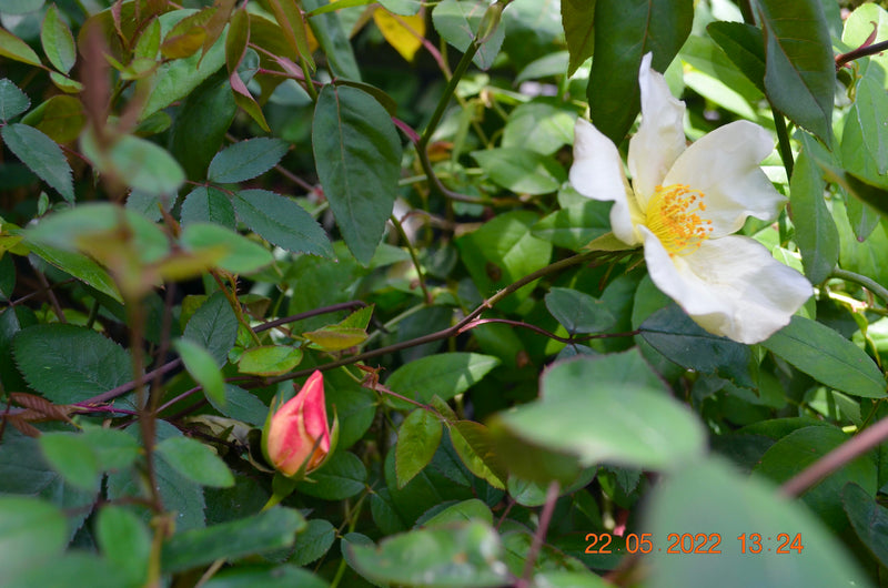 Rose chinensis "Mutabilis" 50-80 cm