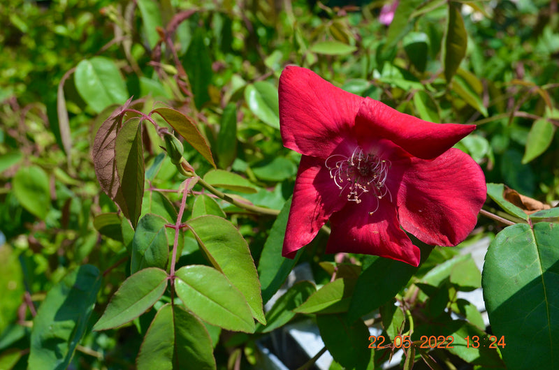 Rose chinensis "Sanguinea" 50-80 cm / 3-5 Li.Topf