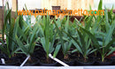 Sabal minor "Dwarfpalmetto" / 40-50 cm