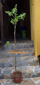 Andalusischer Olivenbaum 90-130 cm / 3-5 Lt.Topf