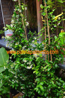 Sternjasmin weiss (Trachelospermum jasminoides) 60- 90 cm (Gesamthöhe inkl. Topf)