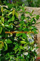 Sternjasmin weiss (Trachelospermum jasminoides) 60- 90 cm (Gesamthöhe inkl. Topf)