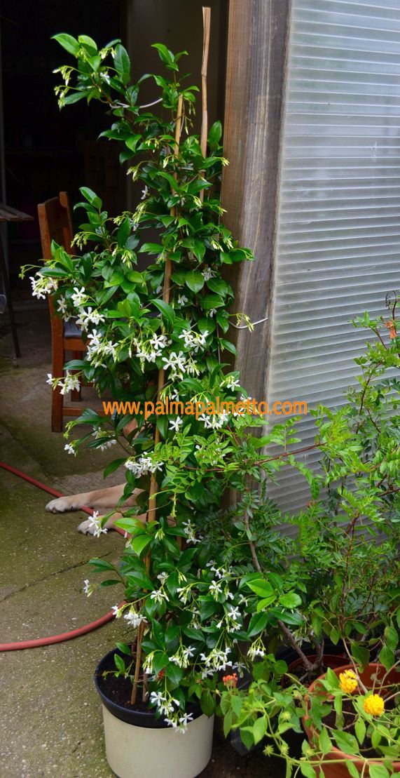 Sternjasmin weiss (Trachelospermum jasminoides) 60- 90 cm