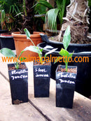 Strelitzia parvifolia juncea "Binsenstrelitzie" 70-90 cm