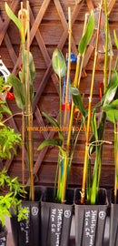 Strelitzia parvifolia juncea "Binsenstrelitzie" 70-90 cm