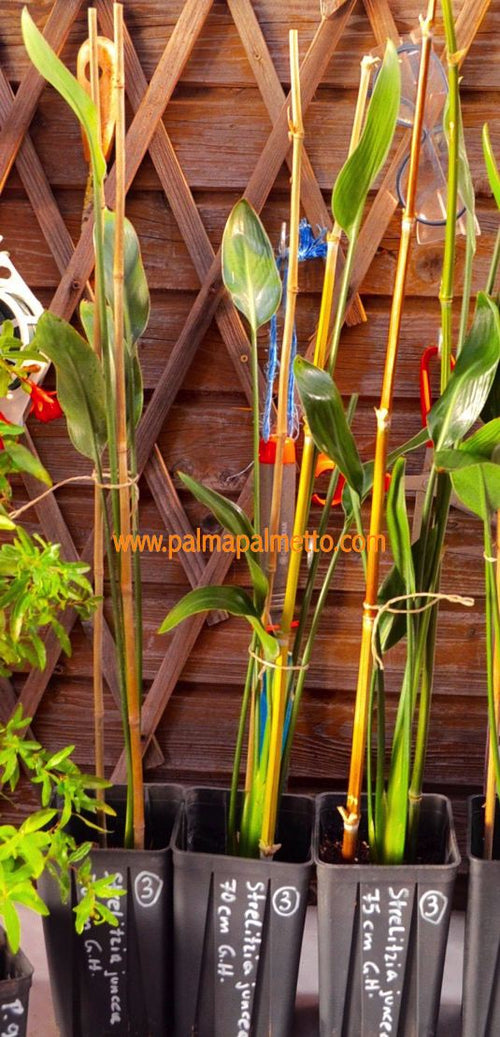 Strelitzia parvifolia juncea 