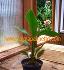 Strelitzia nicolai blau-weiss "Baum- oder Natalstrelitzie" 70-90 cm