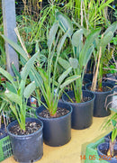 Strelitzia reginae - Bird of Paradise 80-100 cm (Gesamthöhe inkl. Topf) 10-14 Lt. Topf