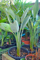 Strelitzia reginae - Bird of Paradise 80-100 cm (Gesamthöhe inkl. Topf) 10-14 Lt. Topf