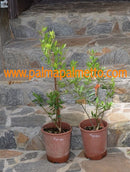 Syrischer Olivenbaum "Hojiblanca" 60-90 cm